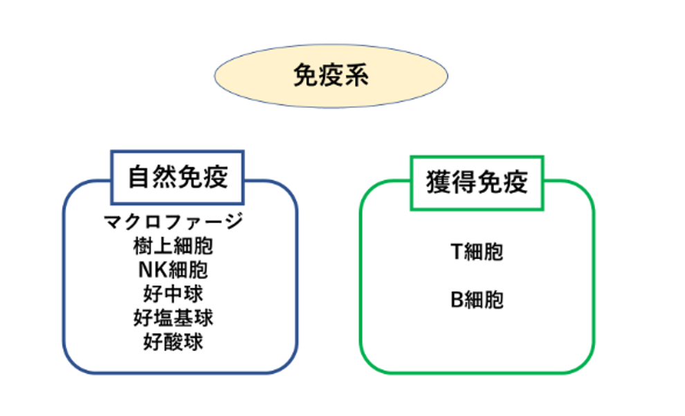免疫系の２つの分類