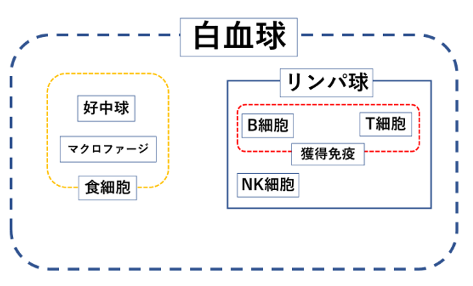 白血球