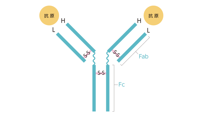 免疫グロブリンG（IgG）